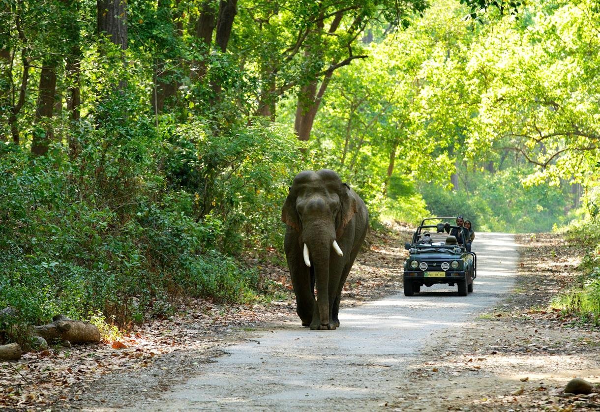 Wild elephant in the Jim Corbett forest